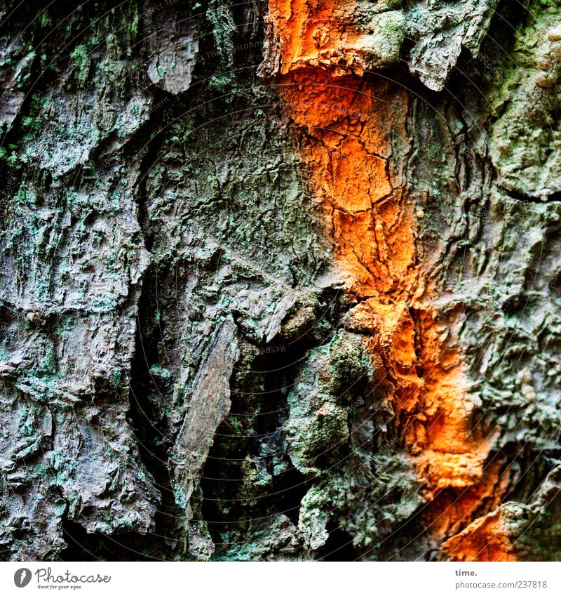 Mein Freund, der Baum Umwelt Natur Pflanze Holz Zeichen Schilder & Markierungen Wachstum außergewöhnlich natürlich trashig trocken grün orange bizarr