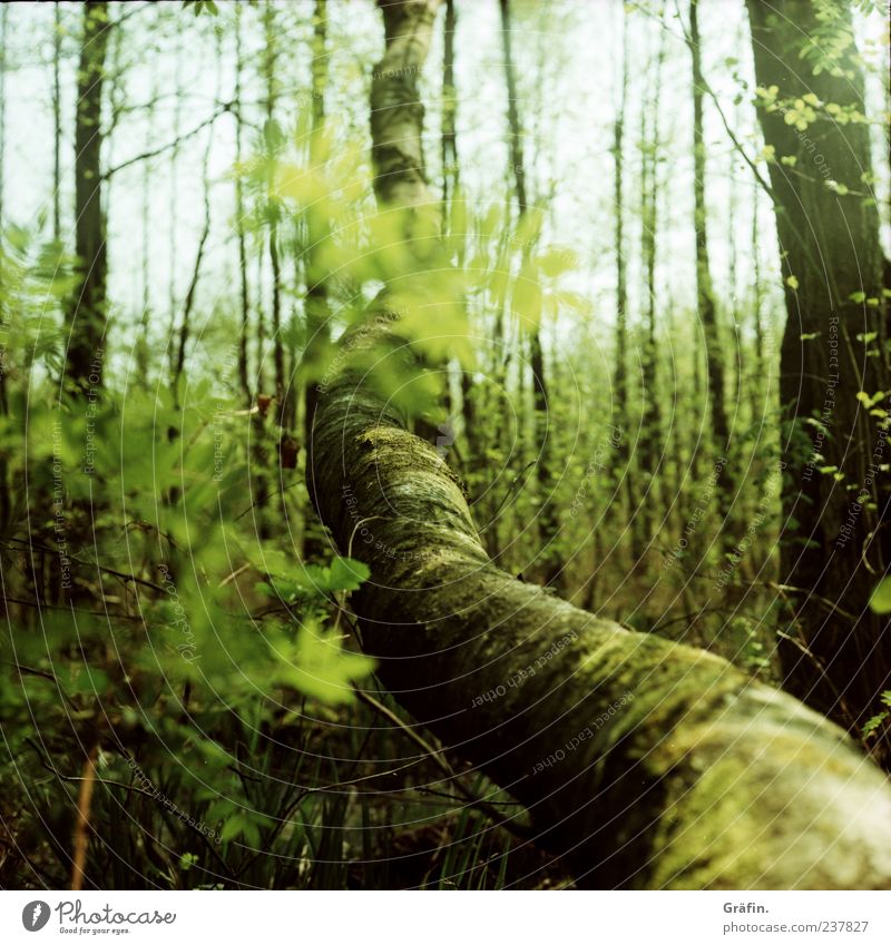 Im Moor Frühling Baum Sträucher Moos Blatt Wald Blühend Wachstum groß grün Einsamkeit Klima Umwelt Wandel & Veränderung Farbfoto Außenaufnahme Menschenleer Tag