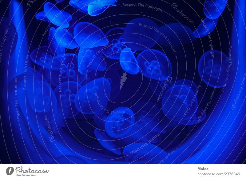 Quallen Licht Tier Aquarium Wasser Hintergrundbild schön blau Lebewesen gefährlich Risiko tief exotisch Fisch glühend Beleuchtung Isoliert (Position) Leben