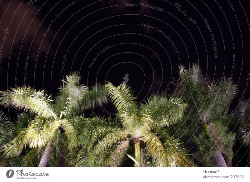 nachts sind alle palmen grün Pflanze Nachthimmel Baum Palme Kokospalme Bewegung leuchten Wachstum dunkel exotisch groß hoch natürlich wild schwarz Natur