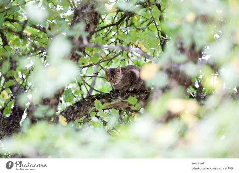 Katze auf einem Baum zwischen Blättern Haustier 1 Tier Tierjunges beobachten entdecken fangen Jagd Blick Katzenbaby Katzenkopf Klettern Ast Blätterdach buschig