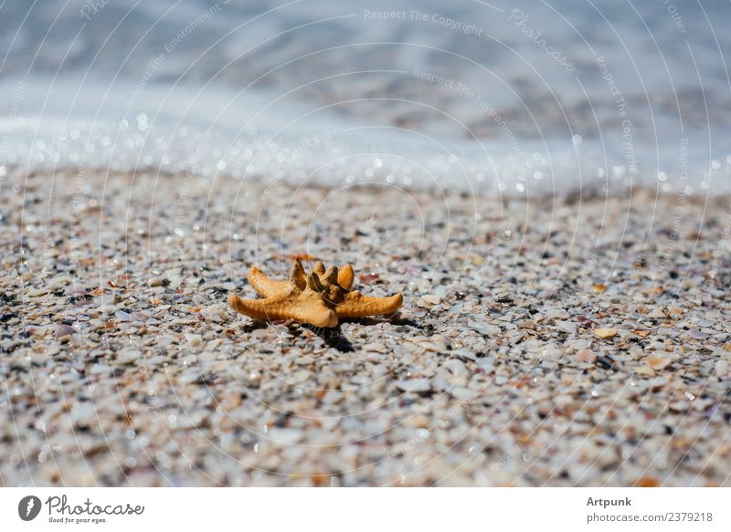Ein Seestern auf dem Sand Tier Küste Sommer Meer Brandung Wasser Ferien & Urlaub & Reisen Meeresschaum Wellen Meeresstimmung tropisch