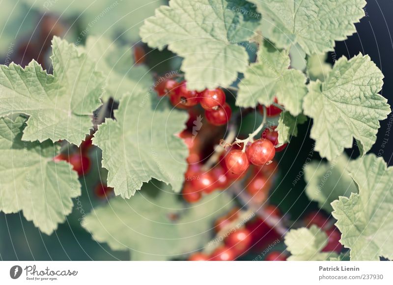rote Johannisbeeren Lebensmittel Frucht Bioprodukte Gesundheit Umwelt Natur Pflanze Frühling Sommer Sträucher Nutzpflanze Wildpflanze Garten genießen grün Kraft