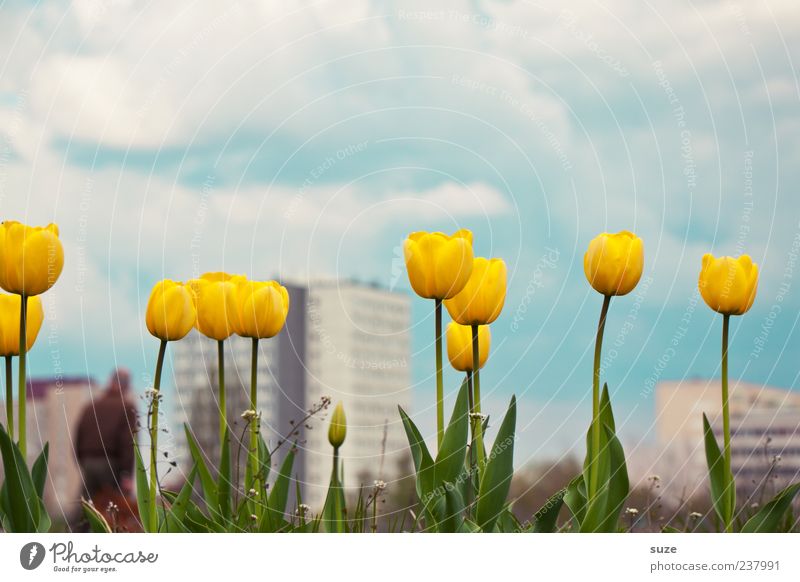 Zweiter Frühling Duft Sommer Haus Umwelt Natur Landschaft Pflanze Himmel Wolken Klima Schönes Wetter Blume Tulpe Stadt Hochhaus Blühend Wachstum Freundlichkeit