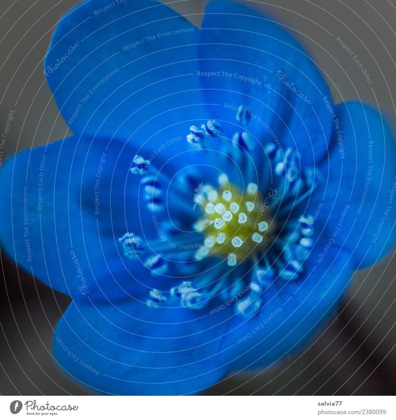 blaues Wunder Natur Pflanze Frühling Sommer Blume Blüte Wildpflanze Leberblümchen Garten Blühend Duft ästhetisch schön einzigartig ruhig Pollen Stempel