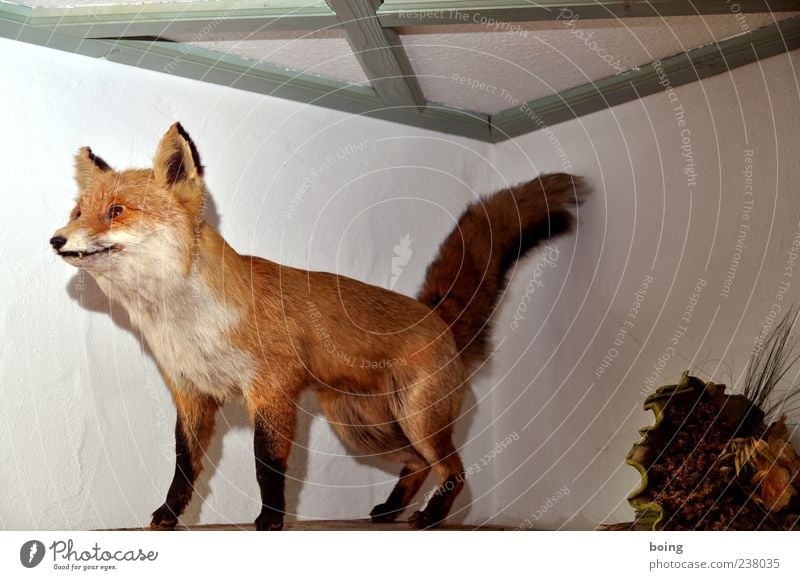FDPC Fuchs 1 Tier Dekoration & Verzierung Tierpräparat ausgestopft Innenaufnahme bewegungslos Ganzkörperaufnahme Menschenleer