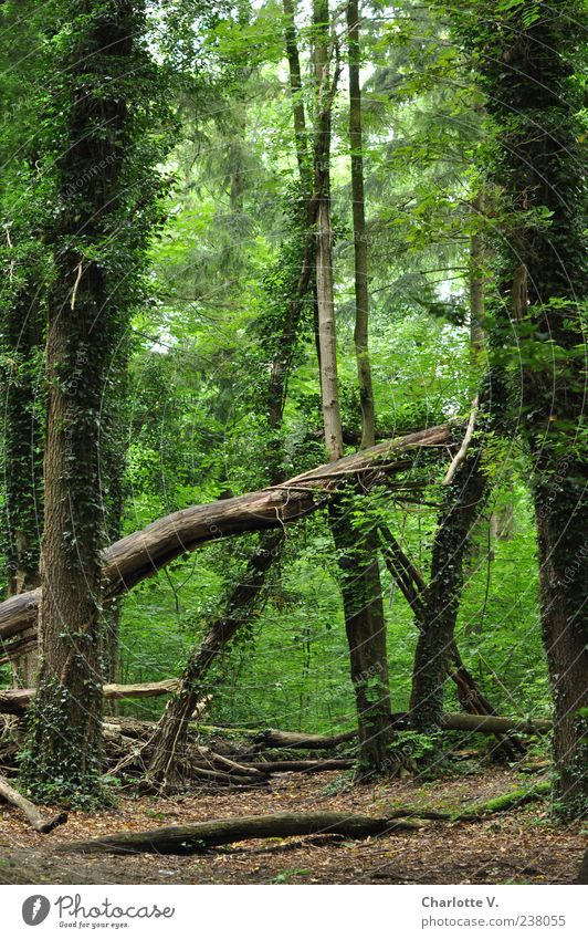 Umgefallen Umwelt Natur Tier Sommer Schönes Wetter Pflanze Baum Efeu Wald Urwald Laubwald Wildnis fantastisch natürlich braun grün ruhig Erholungsgebiet