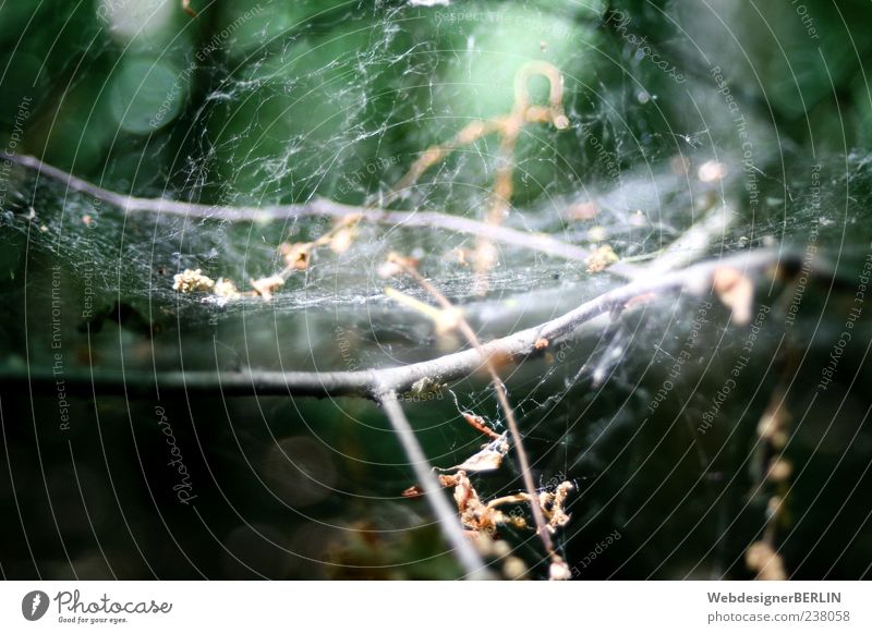 Märchenhaftes Spinnennetz Natur Pflanze Ast Tiefenschärfe grün vertrocknet Farbfoto Außenaufnahme Nahaufnahme Menschenleer Sonnenlicht