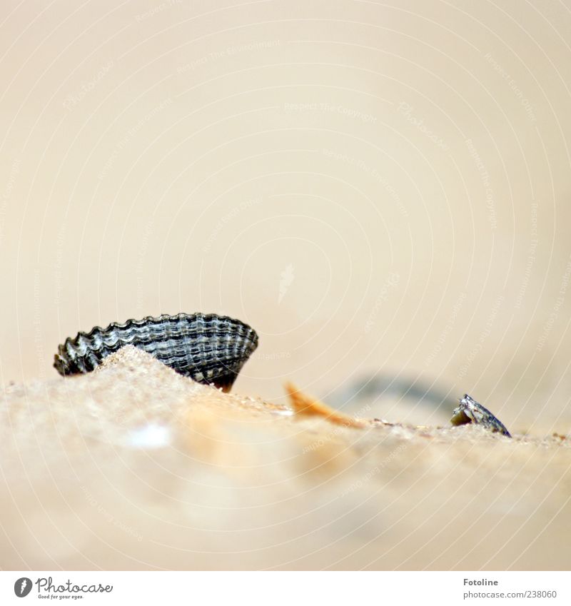 Spiekeroog | versteckte Schönheit Umwelt Natur Tier Urelemente Sand Sommer Küste Strand Wildtier Muschel hell natürlich Herzmuschel Farbfoto mehrfarbig