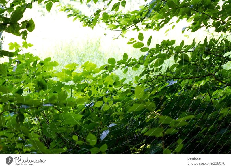 es grünt Baum Blatt Sommer Frühling Natur Wald Menschenleer viele Hintergrundbild Licht Umwelt Sonnenlicht