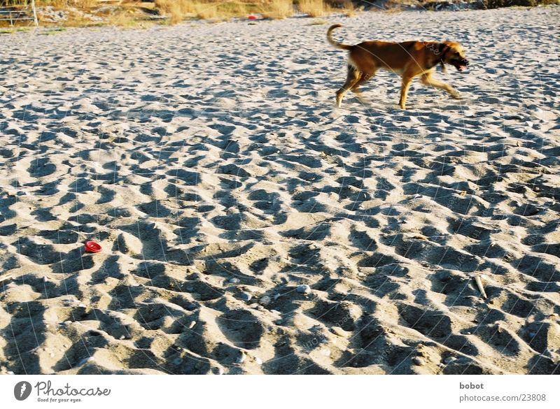 Hol das Stöckchen Hund Strand Fell Meer Spielen dressieren Fußspur Haustier Sand