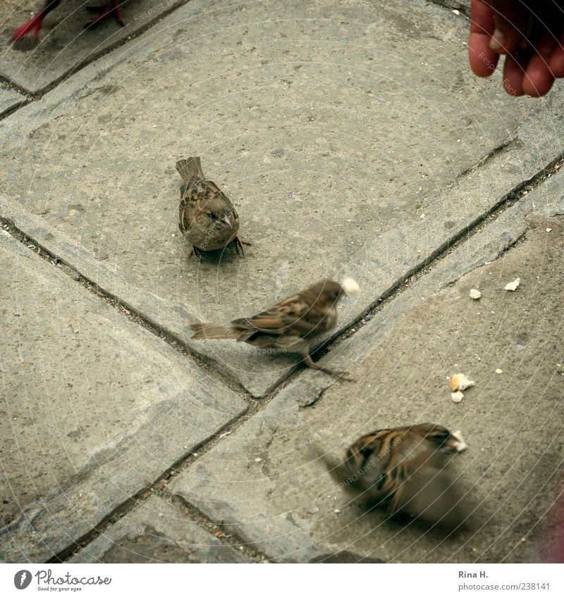 Spatzen von Venedig Vogel 3 Tier Fressen füttern Hand Straßenbelag Quadrat Außenaufnahme Vogelperspektive Brotkrümel Bewegungsunschärfe Finger flattern