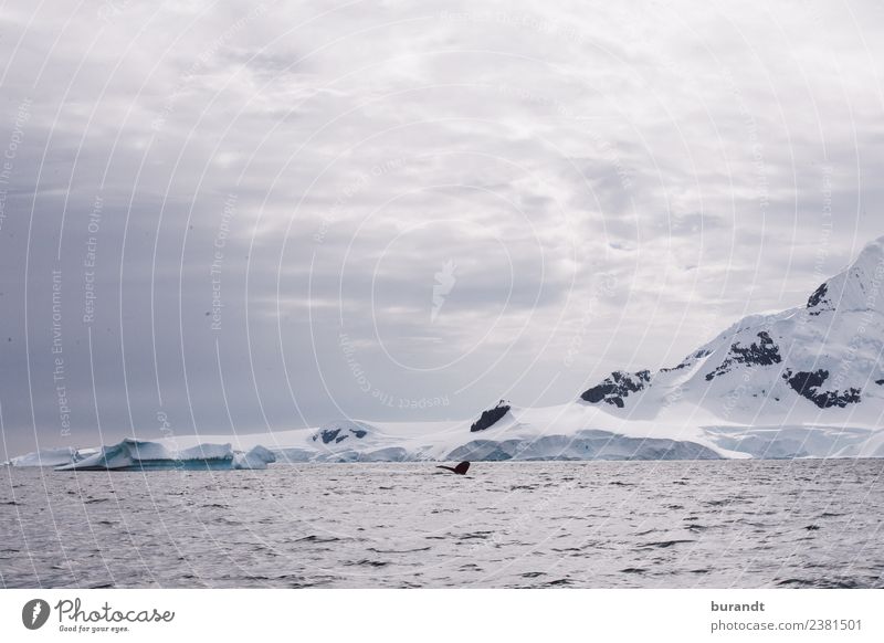 kein Fisch II Natur Landschaft Wolken Klima Klimawandel Eis Frost Schnee Berge u. Gebirge Antarktische Halbinsel Gipfel Schneebedeckte Gipfel Gletscher Meer