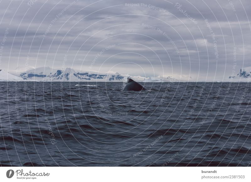kein Fisch! Umwelt Natur Landschaft Schneebedeckte Gipfel Meer Polarmeer Antarktis Antarktische Halbinsel antarktische See Wal Buckelwal Säugetier 1 Tier kalt