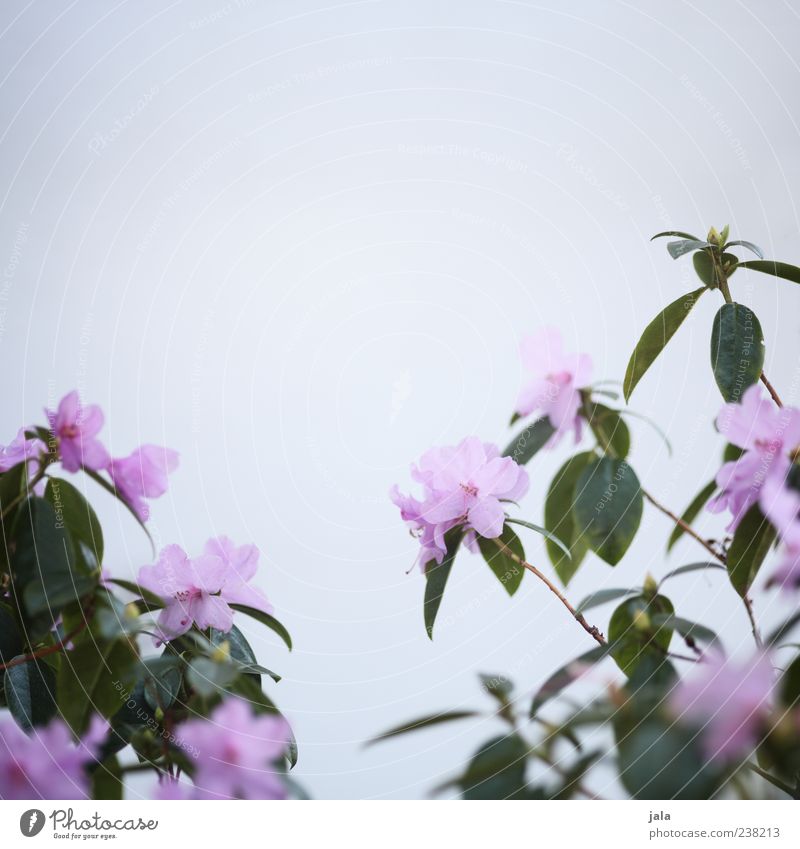 mädchenfoto zum geburtstag Pflanze Blume Sträucher Blatt Blüte Fassade schön trist Farbfoto Gedeckte Farben Außenaufnahme Menschenleer Textfreiraum oben