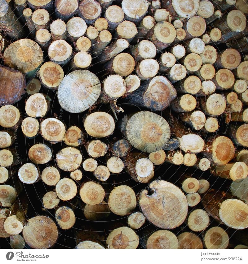 Rohholz unterschiedlich ausgehalten Baum Sammlung Holz Ordnung Stapel Baumstamm Rohstoffe & Kraftstoffe Maserung Teile u. Stücke Natur Spalte