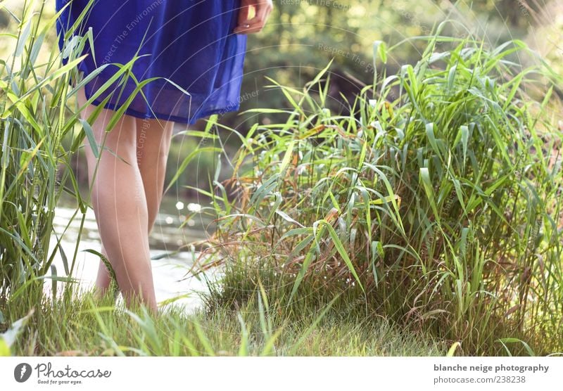 blau machen feminin Junge Frau Jugendliche Erwachsene Beine 1 Mensch 18-30 Jahre Wasser Sonne Sommer Gras Sträucher Wildpflanze Flussufer Kleid genießen hängen