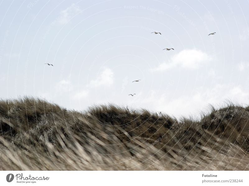 Spiekeroog | Vögel über Spiekeroog Umwelt Natur Landschaft Pflanze Tier Himmel Wolken Wind Gras Küste Strand Nordsee Insel Wildtier Vogel Schwarm hell natürlich