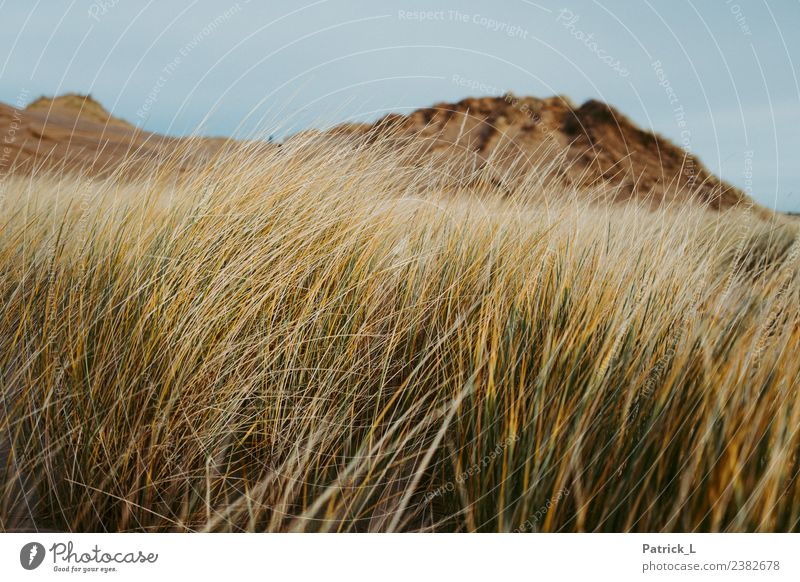 Lieblingsdüne Natur Landschaft Pflanze Erde Gras Sträucher Küste Strand Ostsee Düne Skagen Dänemark gelb gold grün Geborgenheit ruhig Sand Himmel Wind