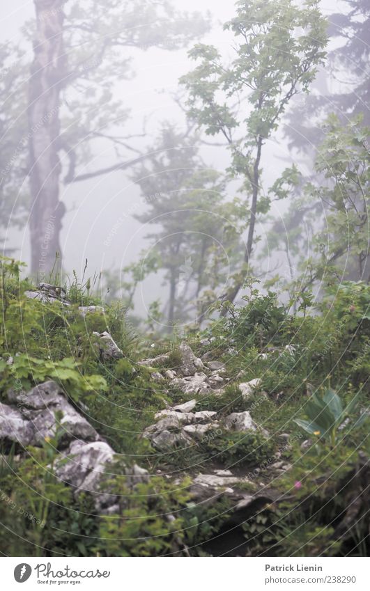 Märchenwelt Umwelt Natur Landschaft Pflanze Urelemente Klima Wetter schlechtes Wetter Wind Nebel Baum Blume Urwald Hügel Felsen Berge u. Gebirge nass wild