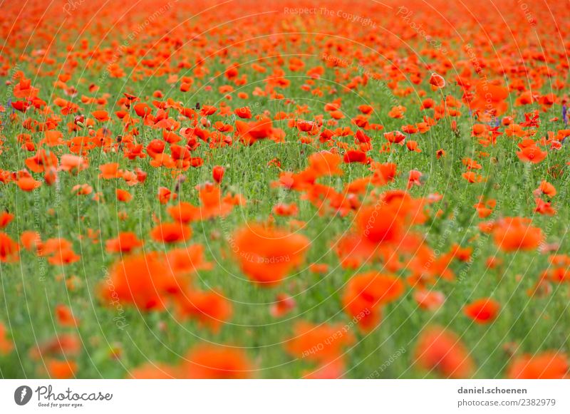 tausende Natur Pflanze Sommer Blume Blüte Mohnfeld grün rot Farbe Vergänglichkeit Farbfoto mehrfarbig Menschenleer