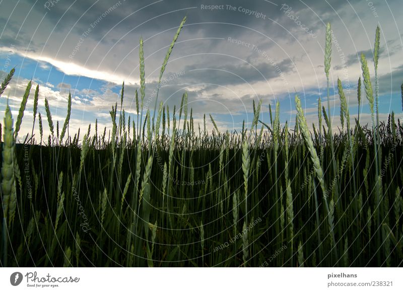 5 vor Regen Bioprodukte Sommer Umwelt Natur Landschaft Himmel Wolken Gewitterwolken Klimawandel Unwetter Pflanze Grünpflanze Kornfeld Feld blau braun grau grün