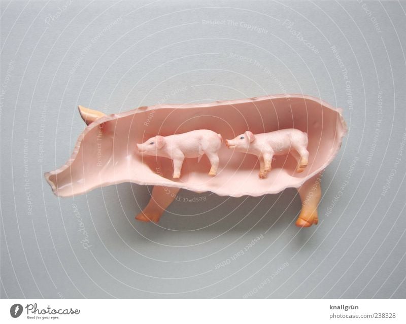 Innere Werte Lebensmittel Fleisch Wurstwaren Tier Nutztier Schwein Hausschwein Ferkel 3 Tierjunges Tierfamilie außergewöhnlich dick klein schwanger grau rosa