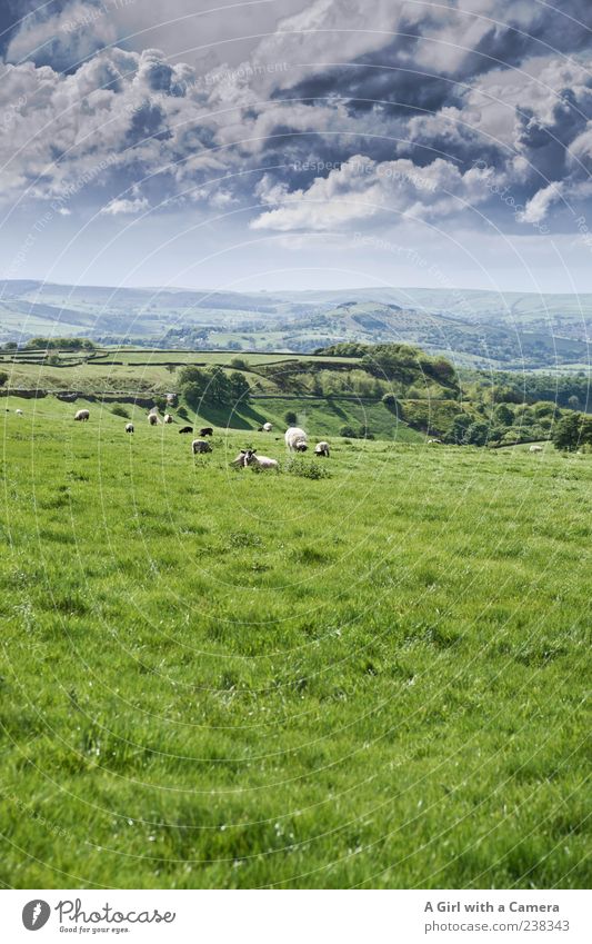 all things green and beautiful Natur Landschaft Himmel Wolken Gewitterwolken Frühling Wetter Gras Hügel außergewöhnlich natürlich grau grün Horizont Derbyshire