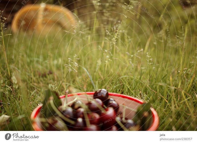 nachbars garten Lebensmittel Frucht Kirsche Schalen & Schüsseln Natur Sommer Pflanze Gras Garten Wiese lecker Farbfoto Außenaufnahme Menschenleer Tag gepflückt