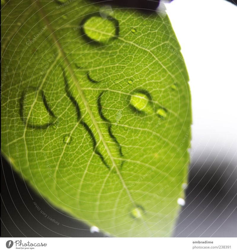 Wasserzeichen Umwelt Natur Pflanze Wassertropfen Frühling Sommer Regen Blatt Grünpflanze nass grün schön Strukturen & Formen Farbfoto Außenaufnahme Nahaufnahme