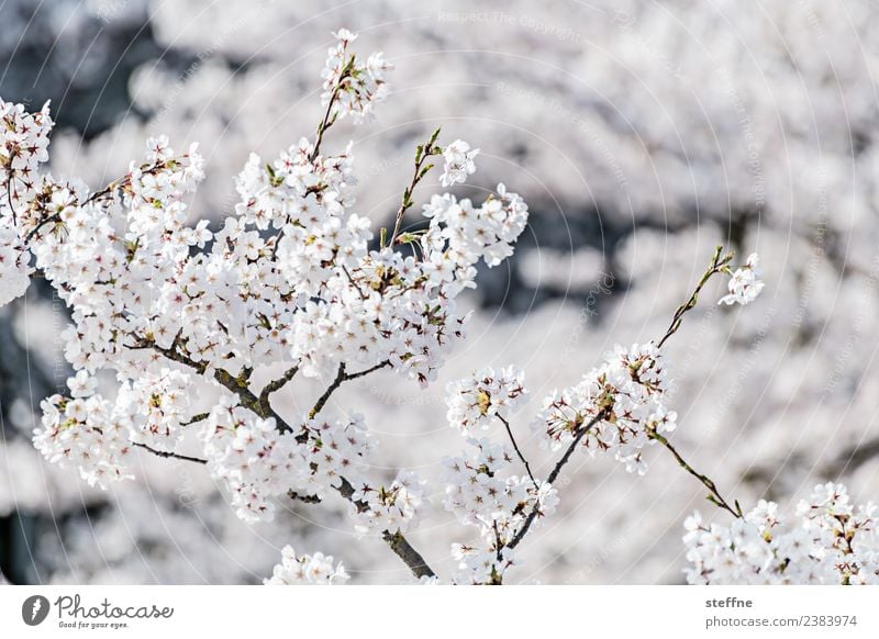 weiß vor weiß Frühling Baum Blüte Blühend hell rein unschuldig Kirschblüten Farbfoto Außenaufnahme
