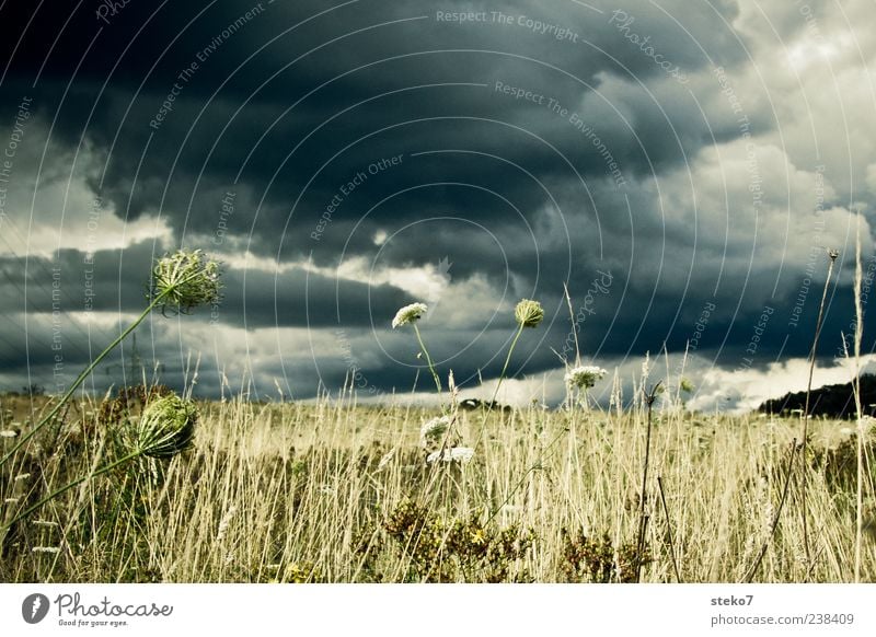 dem Regen entgegen Landschaft Himmel Gewitterwolken Gras Grünpflanze Feld trocken grau grün Endzeitstimmung ruhig Sturm Außenaufnahme Menschenleer Tag