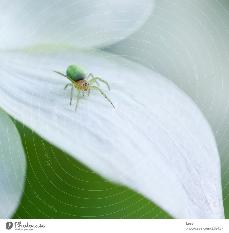 Pfui Spinne! Umwelt Natur Pflanze Blüte Tier 1 krabbeln ästhetisch außergewöhnlich hell klein niedlich rund gelb grün weiß einzigartig Farbfoto Außenaufnahme