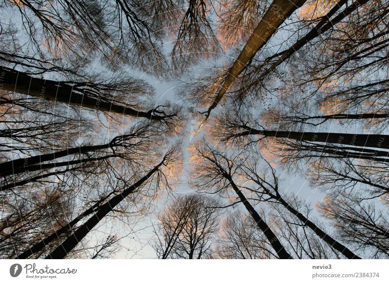 Gen Himmel aufragende Bäume im Laubwald Umwelt Natur Landschaft Pflanze Frühling Baum Wald braun Frühlingsgefühle Mischwald Laubbaum aufstrebend hoch Höhe Holz