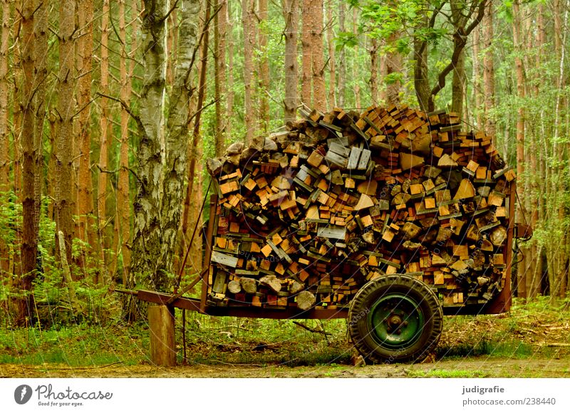 1500 | 'ne Menge Holz Umwelt Natur Landschaft Pflanze Baum Wald Anhänger viele Brennstoff Holzbrett Wagen Stapel Sammlung Brennholz Farbfoto Außenaufnahme