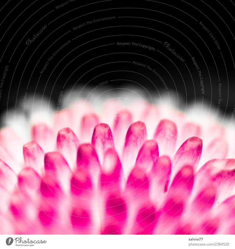Blütenröhren Natur Pflanze Blume Gänseblümchen Blühend Duft rosa rot schwarz weiß ästhetisch Design Farbe Röhren Kontrast Strukturen & Formen Massageball