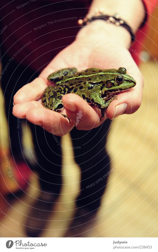 Eine Hand voll Frosch Finger Natur Tier Wildtier entdecken festhalten tragen natürlich grün Märchen Prinz zeigen Laubfrosch Amphibie Tierliebe Teich beobachten