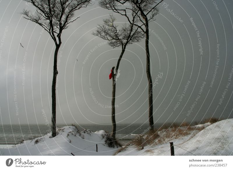 wintertags Schnee Küste Ostsee Baum Sand Strand Darß Wind Vogel Möwe grau Himmel Schneeflocke Regen dunkel Nebel bedeckt Meer Ferne Horizont Winter Wetter