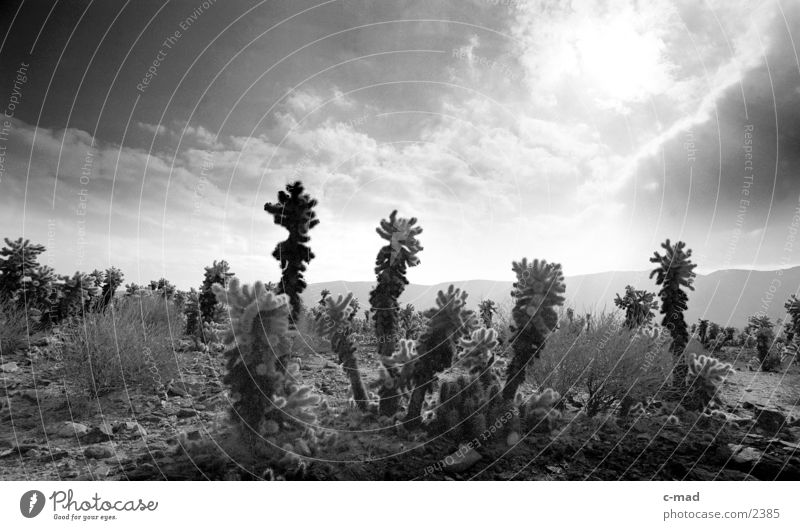 Joshua Ree National Park Kalifornien Joshua Tree Wolken Stimmung Gegenlicht USA Schwarzweißfoto Landschaft Kaktusfeld Sonnenlicht Menschenleer Wüste