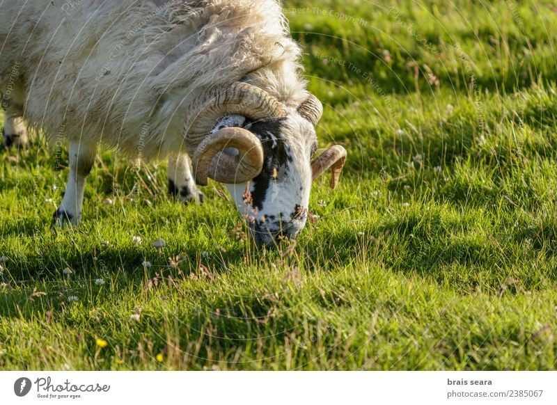 Schottische Schafe Gesicht Leben Ferien & Urlaub & Reisen Tourismus Berge u. Gebirge Landwirtschaft Forstwirtschaft Mann Erwachsene Umwelt Natur Landschaft Tier