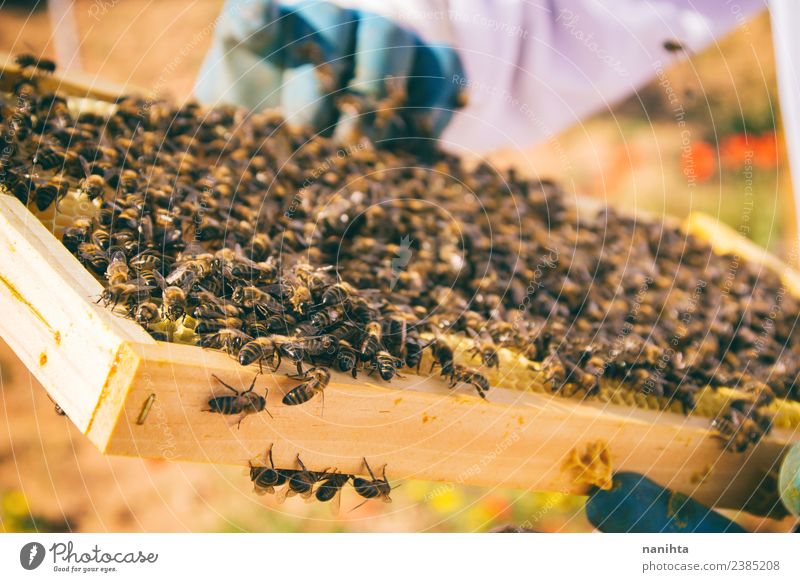 Imker und seine Bienen Lebensmittel Honig Ernährung Lifestyle Gesundheit Allergie Arbeit & Erwerbstätigkeit Beruf Landwirtschaft Forstwirtschaft Industrie