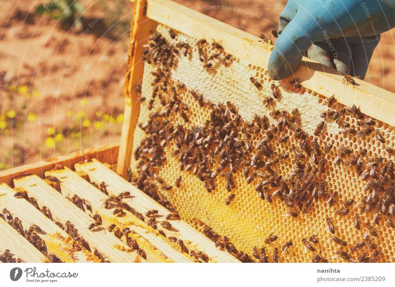Imker und seine Bienen Lebensmittel Honig Honigbiene Bienenwaben Ernährung Lifestyle Design Arbeit & Erwerbstätigkeit Beruf Landwirtschaft Forstwirtschaft