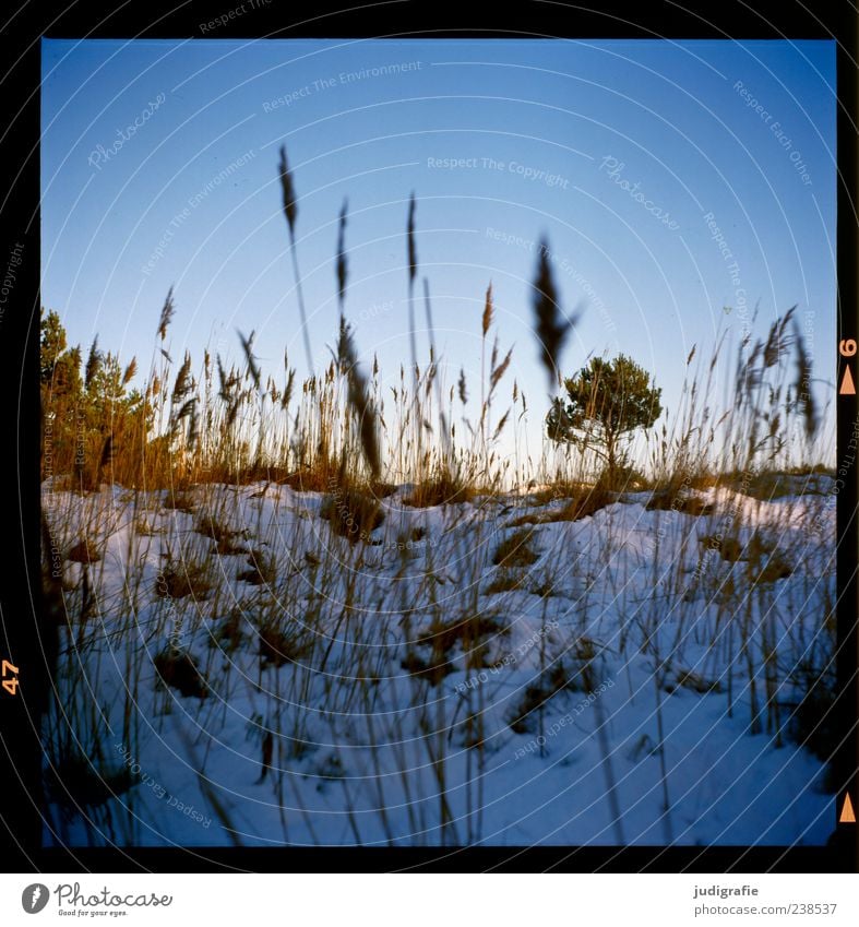 Darss Landschaft Pflanze Winter Schnee Baum Gras Darß natürlich wild Stimmung Farbfoto Außenaufnahme Menschenleer Tag Blauer Himmel Natur