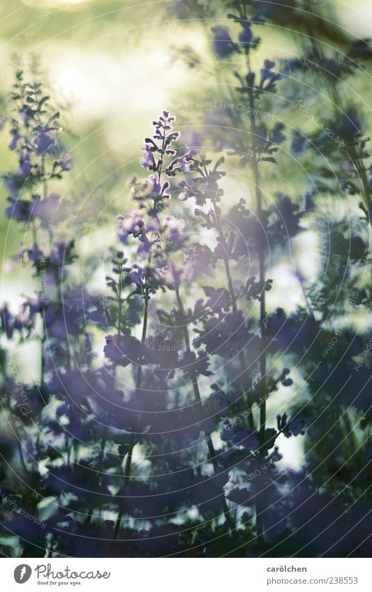 Daydream Natur Pflanze Garten gold grün violett Dunst Nebel Katzenminze Lavendel Gegenlicht Schwache Tiefenschärfe Farbfoto Gedeckte Farben Nahaufnahme