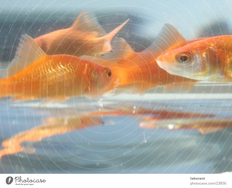 Fischstäbchen Goldfisch Aquarium Reflexion & Spiegelung Wasser Glas Schwimmhilfe Schwimmen & Baden