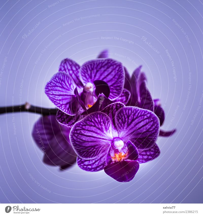 lila Orchidee Natur Pflanze Blume Blüte exotisch Blühend ästhetisch schön violett Duft Farbfoto Nahaufnahme Menschenleer Textfreiraum oben Textfreiraum unten
