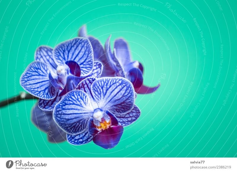 Nullachtfünfzehn | Orchideen harmonisch ruhig Duft Natur Pflanze Blume Blüte exotisch Orchideenblüte Blühend ästhetisch schön blau grün Farbfoto Studioaufnahme