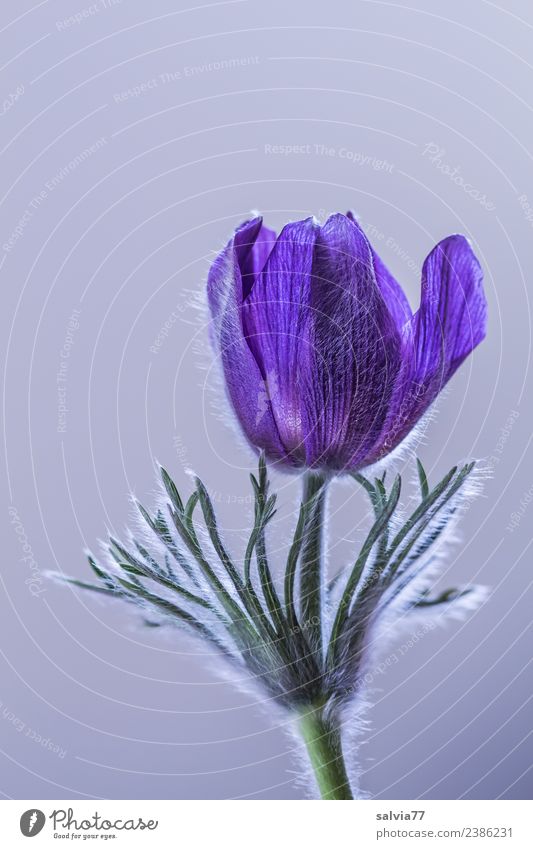 Pulsatilla Gesundheitswesen Alternativmedizin harmonisch Sinnesorgane Duft Valentinstag Muttertag Natur Pflanze Frühling Blume Blüte Kuhschelle Blühend