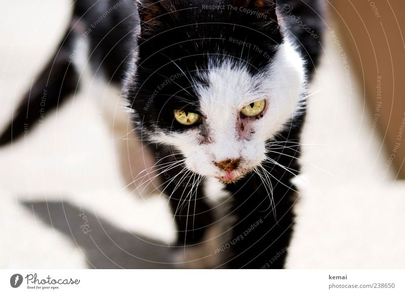 Am Lebensende Tier Haustier Katze Tiergesicht Fell Auge 1 gehen alt hässlich schwarz weiß Tierliebe Müdigkeit Schwäche Farbfoto Gedeckte Farben Nahaufnahme Tag