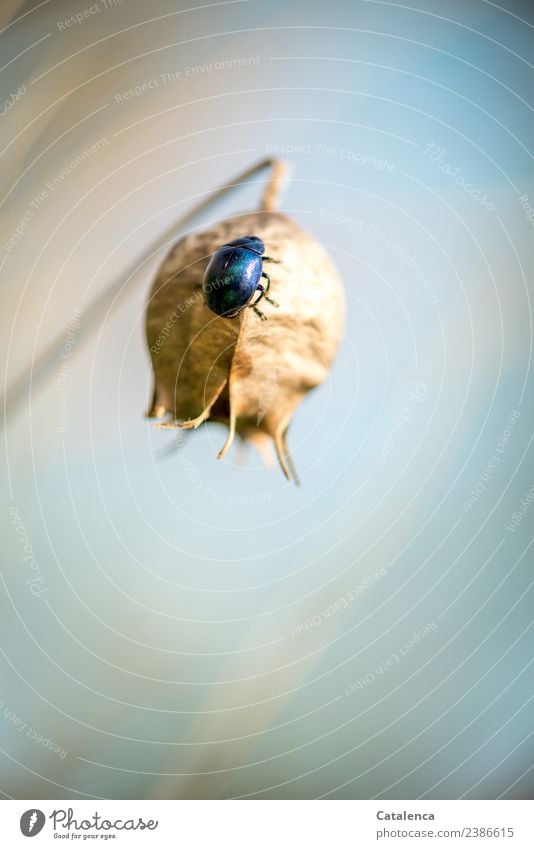 Himmelblauer Blattkäfer auf der Fruchtkapsel des schwarzen Kümmels Natur Tier Frühling Pflanze Schwarzer Kümmel Garten Käfer Schädlinge 1 krabbeln elegant
